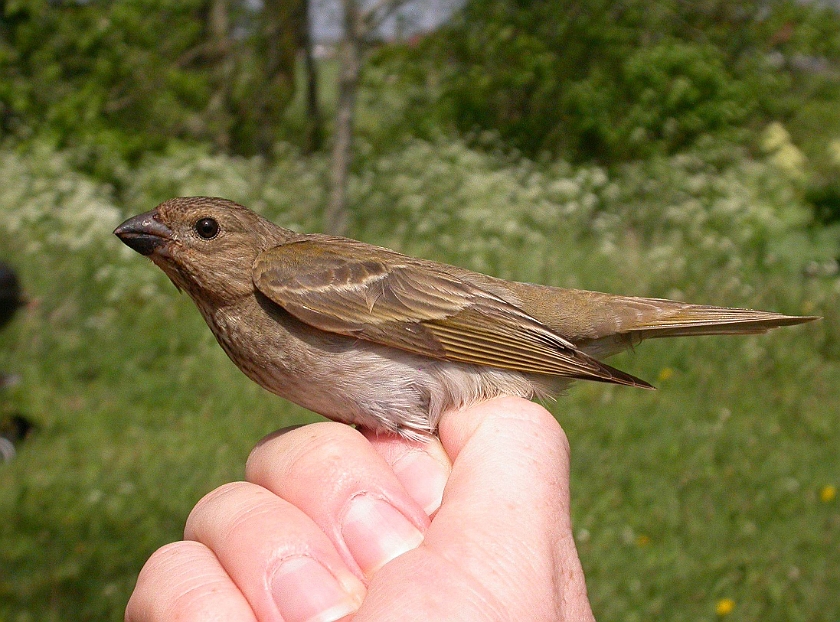 Common Rosefinch, Digrans 20050604